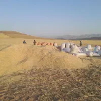 کاه دیم