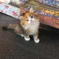 گربه یک دوست ملوس برای شما|گربه|شیراز, حومه شیراز|دیوار