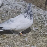 شیخ ابری عتیقه|پرنده|چمران, |دیوار