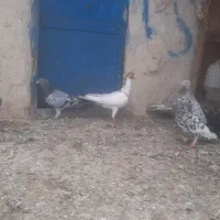 کبوتر کوهی دورگ|پرنده|باوی, |دیوار