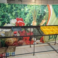 فروش وسایل سبزی خرد کنی|فروشگاه و مغازه|سمنان, |دیوار