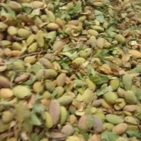 بادوم درختی تازه بیجار بفروش میرسد