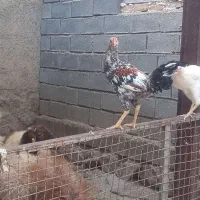 خروس محلی و لاری