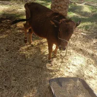 گوساله فروشی|حیوانات مزرعه|جازموریان, |دیوار