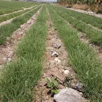 ۴هزارمتر پیاز غده کاشته شد|گل و گیاه طبیعی|جیرفت, |دیوار