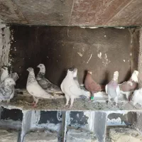 ۱۲ تا کفتر|پرنده|چناران, |دیوار