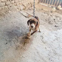 سگ دنبلانی|سگ|مینودشت, |دیوار