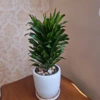 گل کامپکت وپتوس