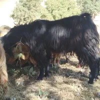 ا تا|حیوانات مزرعه|چرداول, |دیوار