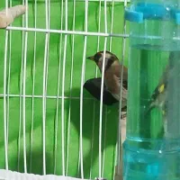 قناری سهره فنچ|پرنده|مشهد, کارگران|دیوار