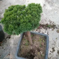 فروش گل پیوند|گل و گیاه طبیعی|کتالم و سادات شهر, |دیوار