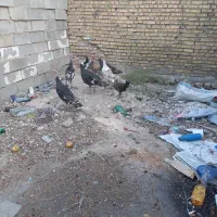 حیوانات مزرعه|حیوانات مزرعه|ایذه, |دیوار