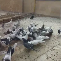 ۲۵جفت جوجه کفتر ناجلد|پرنده|کاشان, فاز ۱ ناجی آباد|دیوار