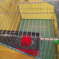 مرغ عشق . پرندگان