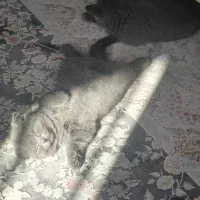 واگذاری گربه اسکاتیش|گربه|گلستان (تهران), |دیوار