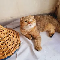 اسکاتیش لاکچری مانچکین