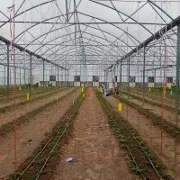 گلخانه فروشی