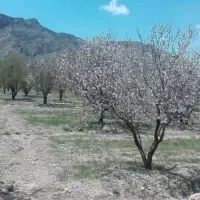 ملک-کشاورزی