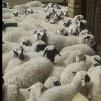 دام پروری و دام فروشی در دامداری صداقت