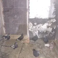 فروش تعداد کفتر بهبهانی|پرنده|مرودشت, ابوذر شمالی|دیوار