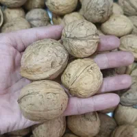 گردو پر مغز و روغنی اعلا