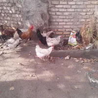 مرغ و خروس جوان|حیوانات مزرعه|خرمدشت, |دیوار