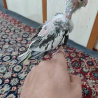 ۳عدد عروس هلندی سرلاکی اهلی|پرنده|تبریز, |دیوار