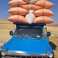 کاهکاه در کیسه های کوچک