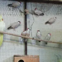 تعدادی فنچ مصری کرم رنگ|پرنده|برازجان, |دیوار