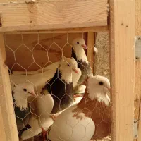 طوقی|پرنده|رباطکریم, رباطکریم|دیوار