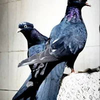 جوجه سینه سیا چشم ونوک سفید قواره دار هیچ پر