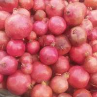 انار   ترش و شیرین   عمده و جزی