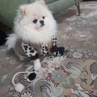 سگ پامر خرسی|سگ|پرند, فاز ۵|دیوار