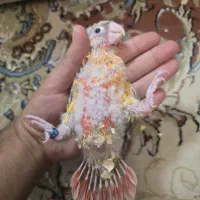 گرینچیک سرلاکی|پرنده|مشهد, تربیت (صدف)|دیوار