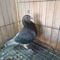 پلاک آردن|پرنده|اهواز, بیست متری شهرداری|دیوار