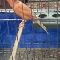 قناری ردفاکتور برفی اصل