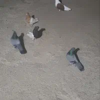 کبوتر