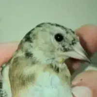 سهره دهن قشنگ