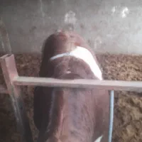 گوساله سیمینتال چاق