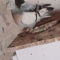 کبوتر ترکی کلافه