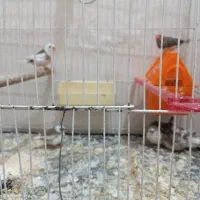 مرغ عشق|پرنده|مشهد, بهمن|دیوار