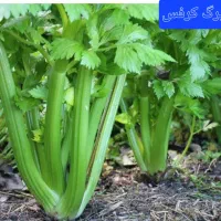 کاملترموثرترین محصول لاعری.ماسالا۱۷محصول.چربی سوز|خوردنی و آشامیدنی|قم, شهرک امام حسن|دیوار