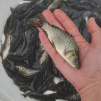 فروش بچه ماهی پرورشی کپور آمور|ماهی|کرج, ترمینال کلانتری|دیوار