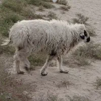 گوسفند نر چاق