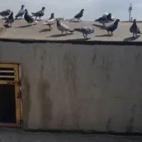 چخ ۳۳ تایی کفتر آلمانی دورگ رنگه