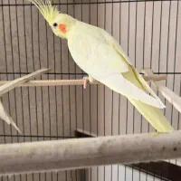 جفت عروس هلندی لوتینو|پرنده|بیرجند, |دیوار