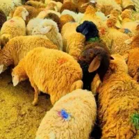 فروش گوسفند شیشک بره با کارای سلاخی