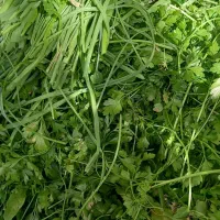 ترش واش وسبزی خوردشده|حراج|لنگرود, |دیوار