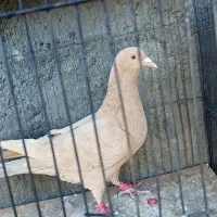 6تا رنگه پرشی زرنگ