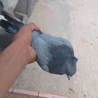 کبوتر پر